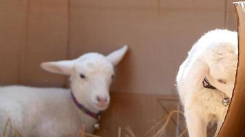Cute little lambs with straw on the farm. video