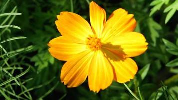 blühende gelbe Blumen wiegen sich im Wind video