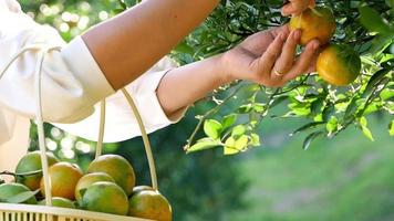 Woman gardener picking oranges with scissors
