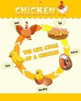 diagrama que muestra el ciclo de vida del pollo vector