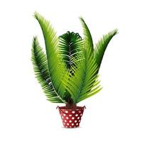 Palm tree in pot isolated on white background for your creativity vector