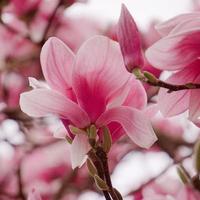 A pink flower plant in nature in the spring season photo