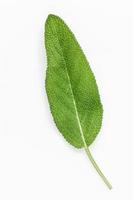 Sage leaf on white photo