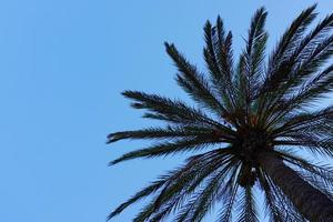 A palm tree in and blue sky in springtime photo