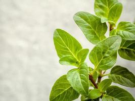 Close-up of oregano leaves photo
