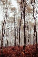 Tall trees in misty or foggy forest photo