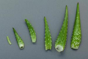 Aloe vera on a gray background photo