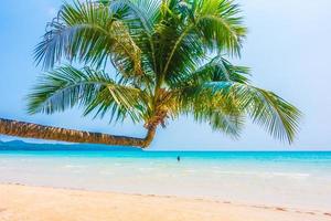 Tropical beach with a palm tree photo