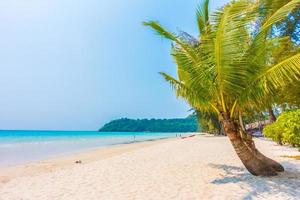Tropical beach with palm trees photo