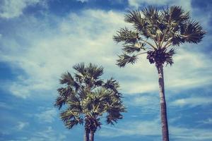 Coconut palm trees photo