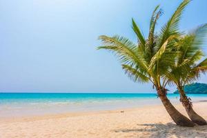 Tropical beach with palm trees photo