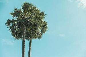 Coconut palm trees photo