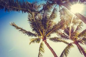 Coconut palm trees photo