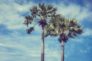 Coconut palm trees photo