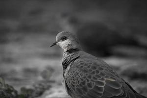 Side view portrait of pigeon photo