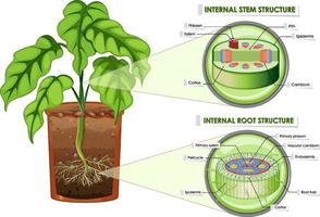 Diagram showing stem and root structure vector