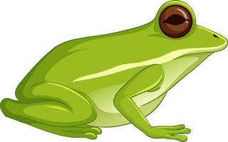 Green tree frog sitting isolated on white background vector