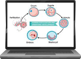 Fertilización humana y desarrollo embrionario. vector