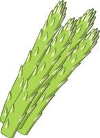 Isolated asparagus on white background vector