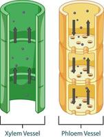 diagrama que muestra el sistema de tejido vascular en plantas vector