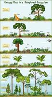 flujo de energía en un diagrama de ecosistema de la selva vector