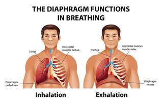 el diafragma funciona en la respiración vector