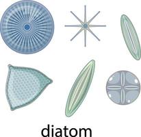 Diatom icons set isolated on white background vector