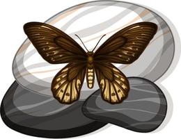 Top view of butterfly on a stone on white background vector