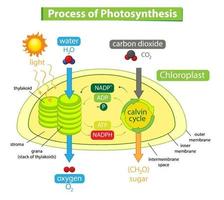 Diagrama que muestra el proceso de fotosíntesis en planta. vector