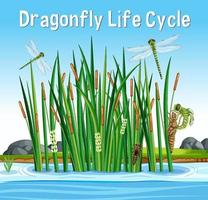 Dragonfly Life Cycle font in swamp scene vector