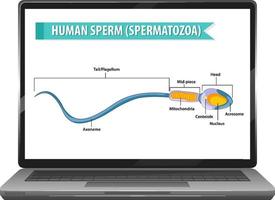 Human sperm on laptop desktop vector