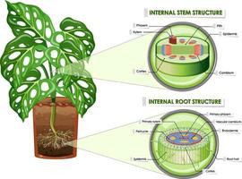 diagrama que muestra la estructura del tallo y la raíz vector