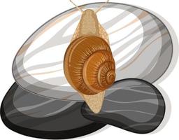 Top view of snail on a stone on white background vector