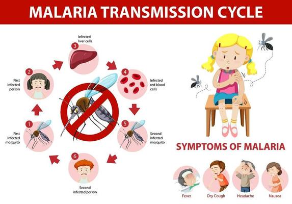 Malaria transmission cycle and symptom information infographic