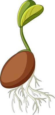 Seed germination cartoon style on white background