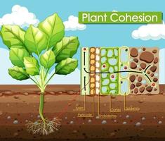 Diagram showing Plant Cohesion vector