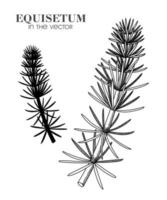 SKETCH OF HORSETAIL ON A WHITE BACKGROUND vector