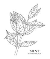 SKETCH OF A SPRIG OF MINT ON A WHITE BACKGROUND