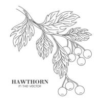 SKETCH OF A HAWTHORN TWIG ON A WHITE BACKGROUND vector