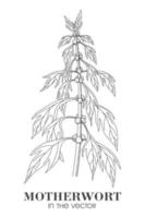 SKETCH OF A MOTHERWORT ON A WHITE BACKGROUND vector