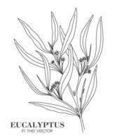 SKETCH OF A BRANCH OF EUCALYPTUS ON A WHITE BACKGROUND vector