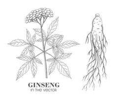 Boceto de ginseng sobre un fondo blanco. vector