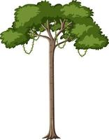 único árbol de la selva tropical aislado sobre fondo blanco. vector