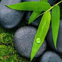 Green bamboo leaves on stones photo