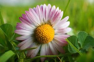 beautiful daisy flower in the garden in spring season photo