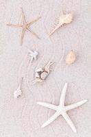 Seashells in the sand
