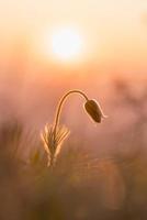 Pasque flower in sunrise light