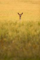 Roe deer on green grass field during daytime photo