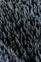 bosque de abetos congelados foto