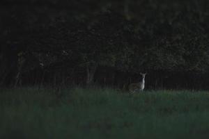 Roe deer at the edge of the forest photo
